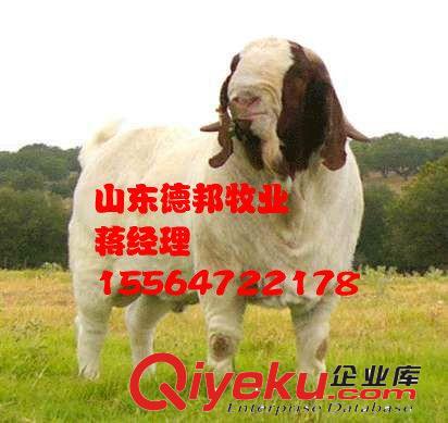 山东哪里买到波尔山羊   波尔山羊发财致富