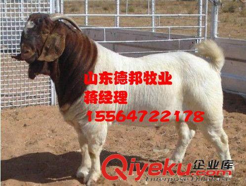 紧急销售一批种羊波尔山羊  波尔山羊发财致富