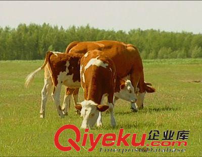 销售一批种牛牛犊在嘉祥德邦牧业 养牛犊致富