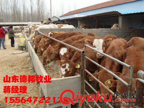 常年供应种牛西门塔尔牛在德邦牧业  西门塔尔牛致富