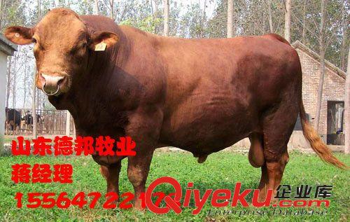 山东济宁梁山常年供应种牛  高档种牛牛犊