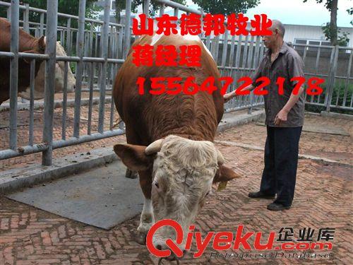 大型养殖场紧急推广一批西门塔尔牛种牛