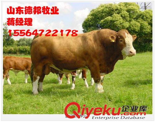 大型养殖场紧急出售一批肉牛西门塔尔牛德邦牧业