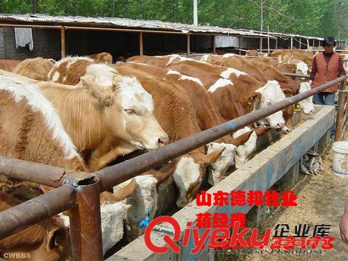 浙江销售一批鲁西黄牛  鲁西黄牛紧急出售