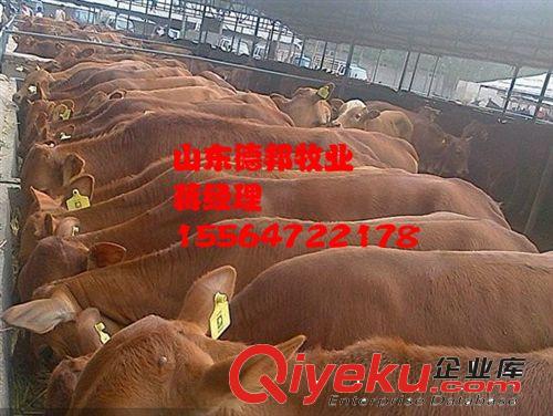 育肥肉牛鲁西黄牛在哪里能买到啊  鲁西黄牛紧急出售