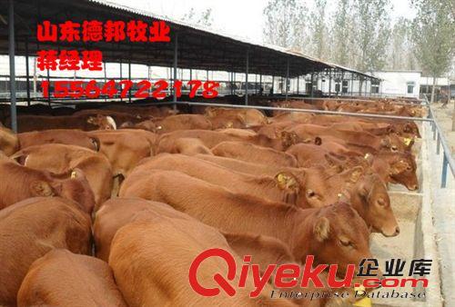常年供应鲁西黄牛  鲁西黄牛紧急出售