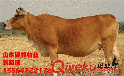 肉牛常年在山东出售鲁西黄牛  鲁西黄牛紧急出售