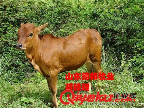 河南肉牛价格肉牛养殖  专业肉牛养殖