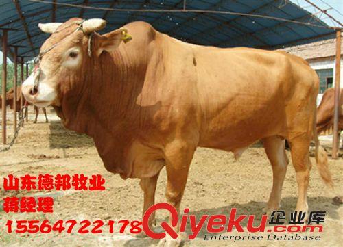 肉牛{zx1}养殖场推销一批小牛犊  专业出售牛犊