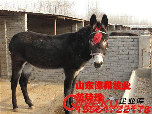 诚信大型养殖场出售一批肉驴德邦牧业养殖基地
