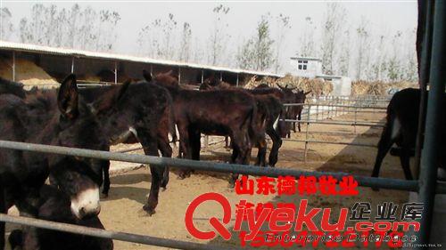 常年供应种驴德州驴养殖技术嘉祥德邦牧业  德州驴致富