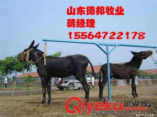 云南出售改良优质品种驴  发财致富驴