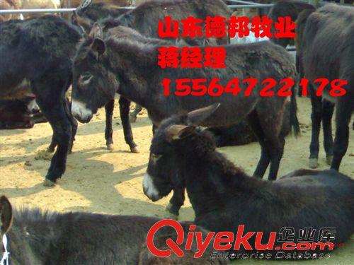 云南养殖场养殖云南驴改良种驴华北驴德邦牧业基地