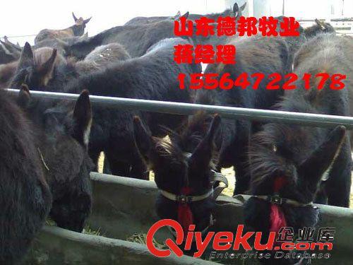 浙江{zx1}养殖种驴新疆驴改良种驴云南驴嘉祥德邦牧业