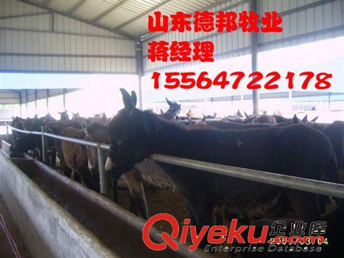 销售一批种馿新疆驴  养驴发财致富