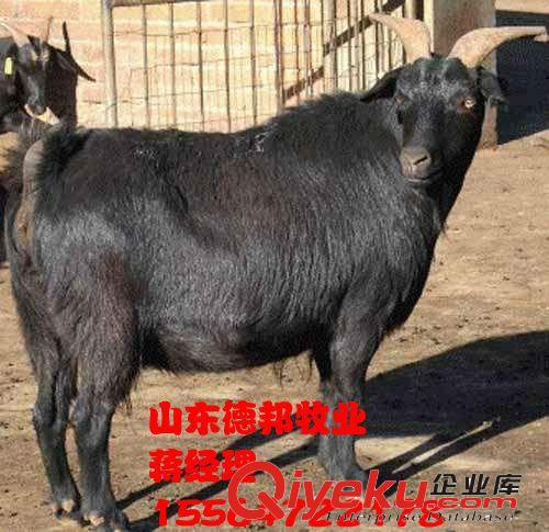 常年供应育肥i种羊鲁西青山羊黑山羊嘉祥德邦牧业