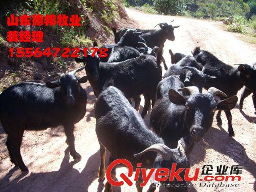 常年销售一批肉羊黑山羊  黑山羊育肥养殖