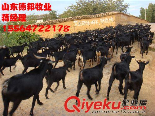 我们养的黑山羊这一批又出栏了地址在梁山 黑山羊育肥养殖