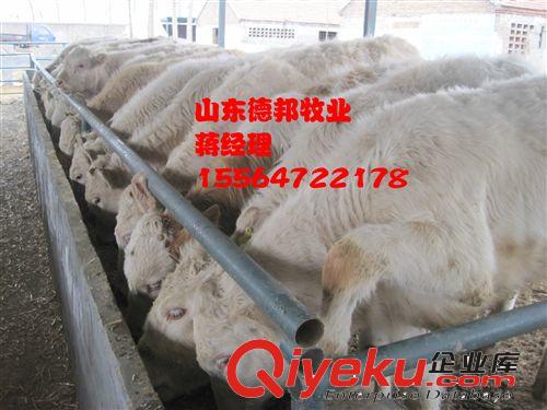 广西肉牛夏洛莱牛在那里能买到  夏洛莱牛利润高