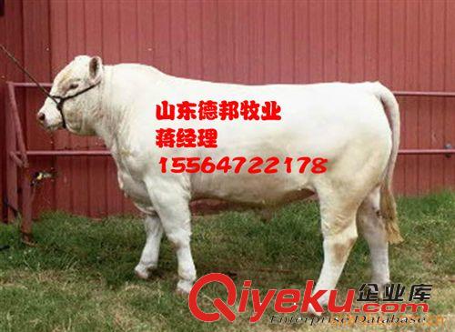 湖南洪江夏洛莱牛多少钱一头   夏洛莱牛利润高
