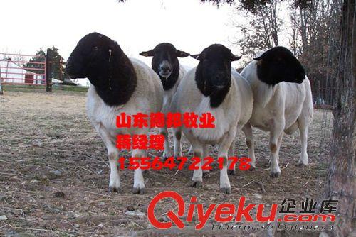 销售一批种羊杜泊绵羊   杜泊绵羊养殖发财致富