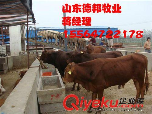 奶牛{zx1}养殖场养殖技术利木赞牛还可回收成品牛