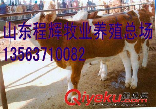 利木赞牛犊价格，哪里有卖利木赞牛犊的 肉牛哪里比较便宜