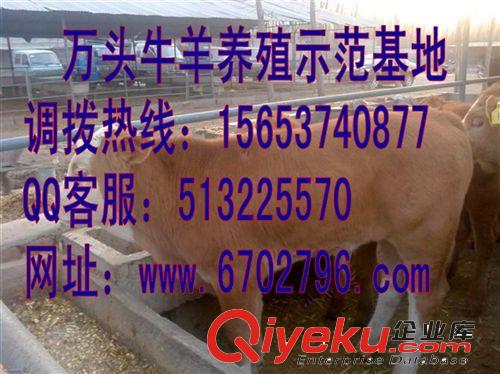 利木赞牛犊出售，哪里有卖利木赞牛犊的，肉牛哪里比较便宜