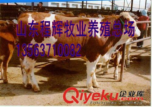 利木赞牛价格，哪里有卖利木赞牛犊的，肉牛哪里比较便宜