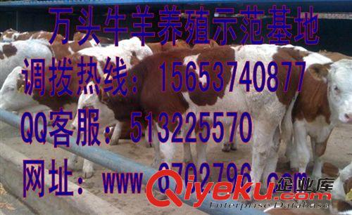 肉牛养殖利润分析 肉牛养殖成本 肉牛品种分析