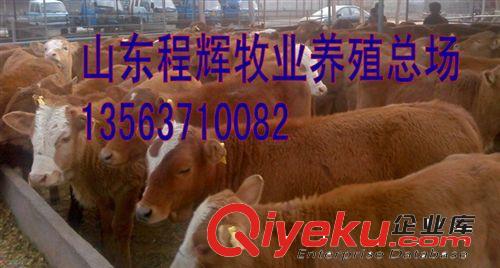 夏洛莱牛长势怎么样，利木赞牛多少钱一头，肉牛价格