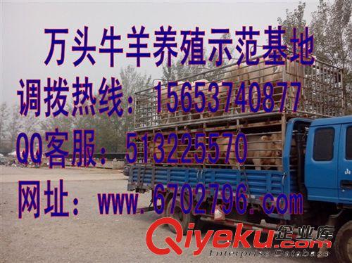 肉牛养殖场 肉牛交易中心，肉牛牛犊价格分析