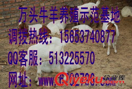 波尔山羊{zx1}价格 小尾寒羊养殖基地 小尾寒羊价格