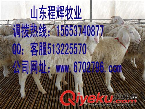 小尾寒羊养殖场 小尾寒羊羊苗 {gjj}牛羊驴繁育基地