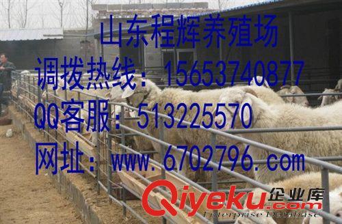 纯种小尾寒羊价格小尾寒羊养殖基地 肉羊养殖