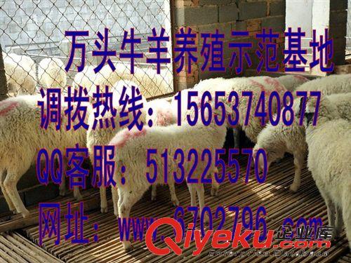 纯种小尾寒羊的育肥羊价格 如何选种 小尾寒羊价格