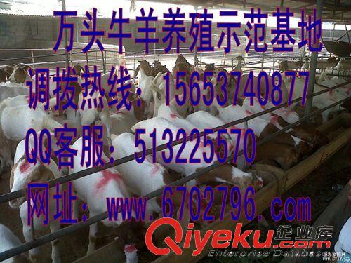 纯种小尾寒羊养殖利润分析 市场行情