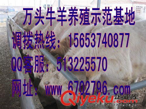 纯种小尾寒羊羊羔价格 小尾寒羊养殖场