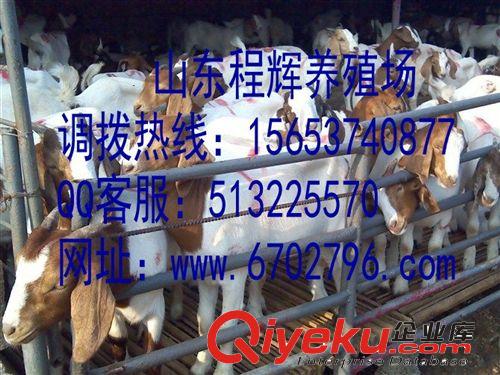 纯种小尾寒羊养殖技术方法 利润分析