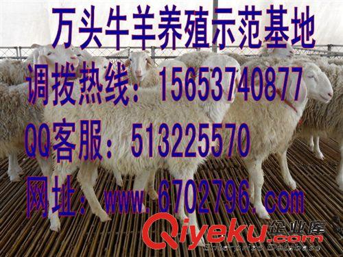 纯种小尾寒羊的饲料配比 养殖技术 小尾寒羊养殖基地
