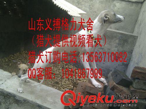 2014{zx1}惠比特价格，惠比特 纯种惠比特 优质赛道犬