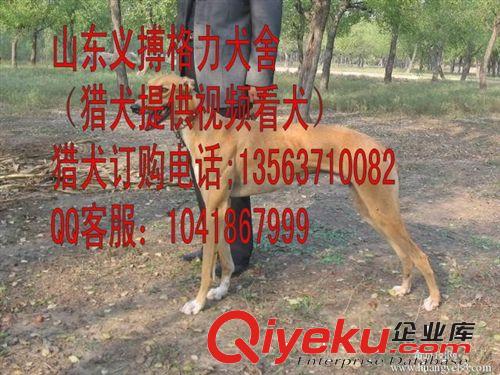 2014 {zx1}惠比特价格，杂交惠比特 纯种惠比特 优质赛道犬