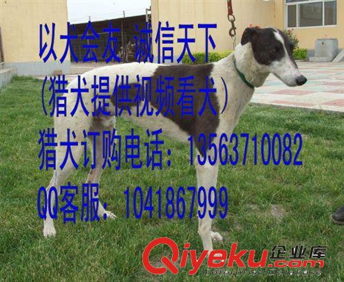 山东市场{zx1}惠比特价格，杂交惠比特 纯种惠比特 优质赛道犬