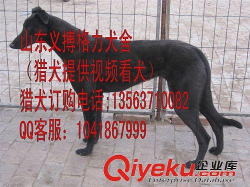 2014{zx1}惠比特价格，杂交惠比特 纯种惠比特 优质幼犬赛道犬
