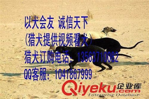 山东猎犬养殖场 饲养格力犬幼崽的方法，灵缇犬的饲养技术