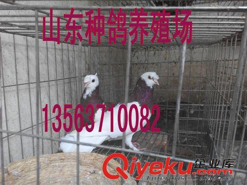 观赏鸽新品种，淑女鸽养殖技术，肉鸽价格，山东肉鸽交易区