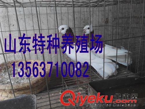 观赏鸽新品种，淑女鸽养殖技术，肉鸽价格，肉鸽交易区