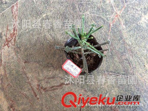 迷你多肉植物 棒叶不死鸟 景天科 生命力顽强 易打理