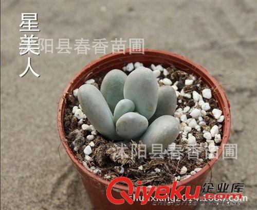 出售多肉植物 星美人  室内小盆栽  防辐射