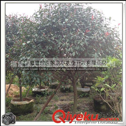 红叶石楠|常绿小乔木|耐修剪|公路绿化隔离